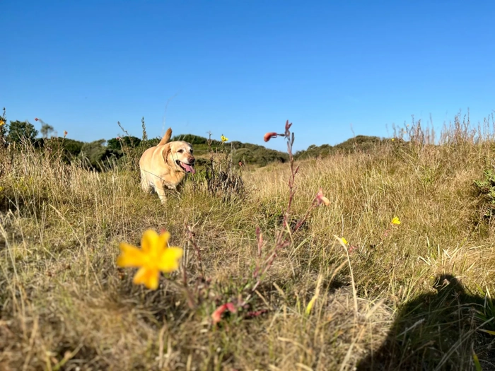 Dog-walk-through-Berrow-Sand-Dunes